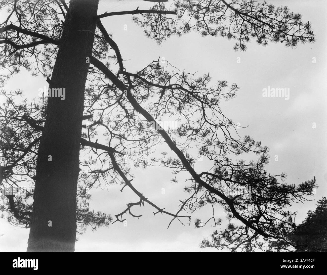 Nature Description Tree in a forest on the Veluwe Date 1931 Location