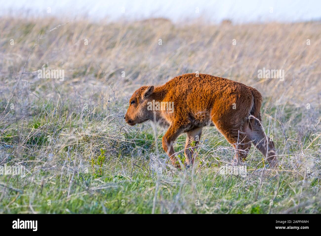 Red Dogs in the field of Custer State Park, South Dakota Stock Photo