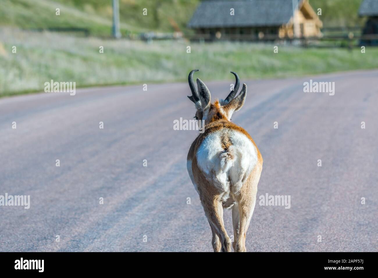 Pronghorn in the field of Custer State Park, South Dakota Stock Photo ...