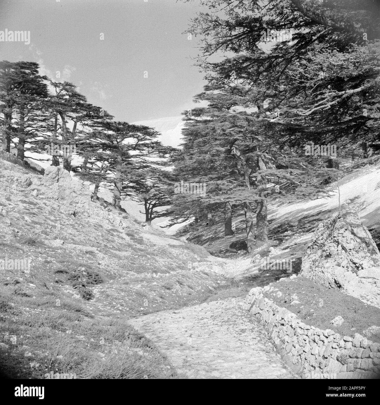 Cedar trees of lebanon Black and White Stock Photos & Images - Alamy