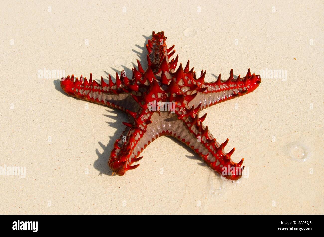 Zanzibar Tanzania 14/08/2010:  Horned Sea Star Stock Photo