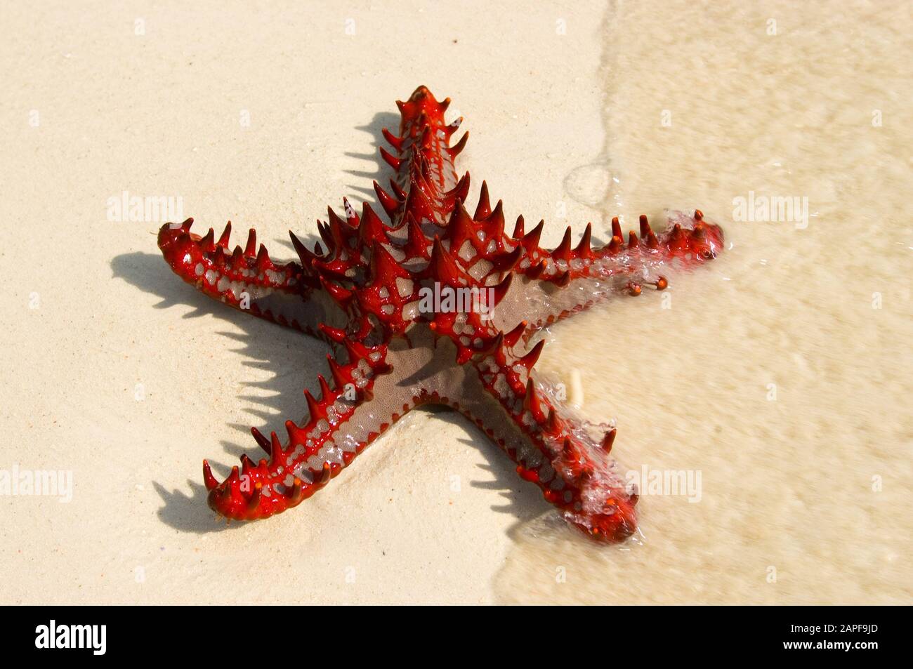 Zanzibar Tanzania 14/08/2010:  Horned Sea Star Stock Photo