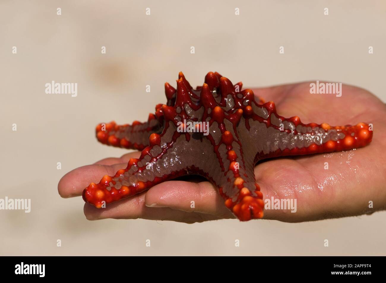 Zanzibar Tanzania 14/08/2010:  Horned Sea Star Stock Photo