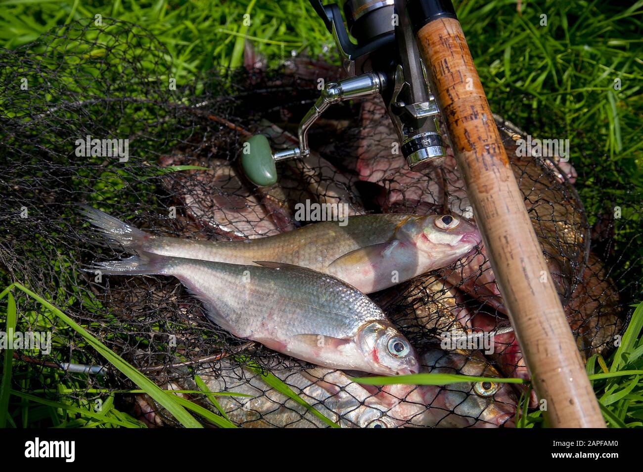 Fishing concept. Freshwater fish and fishing rods with reels on