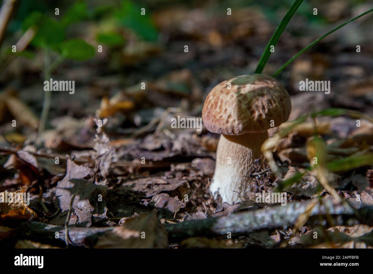 Boletus Edulis Cep Penny Bun Porcino Or King Bolete Usually