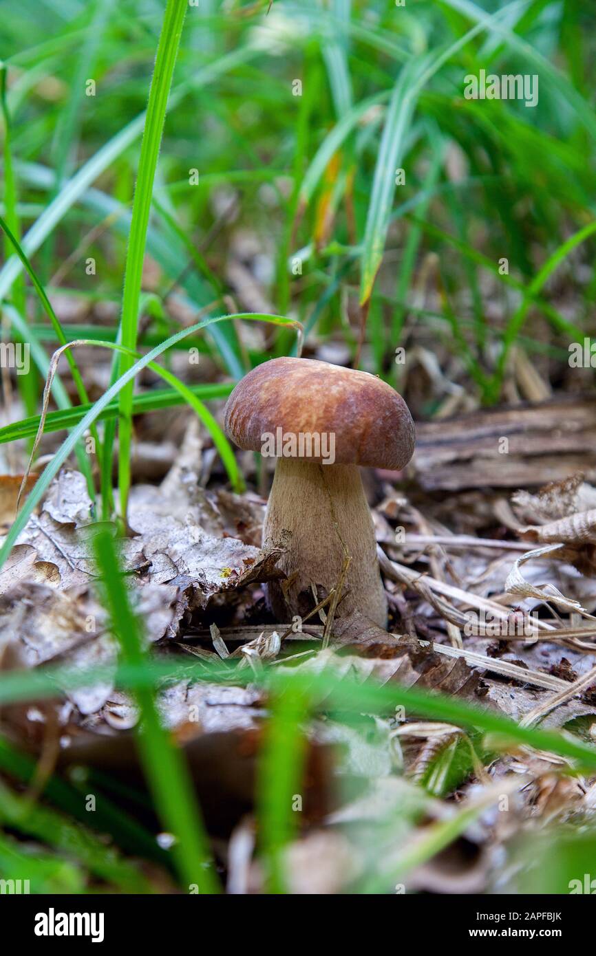 boletus-edulis-cep-penny-bun-porcino-or-king-bolete-usually-called