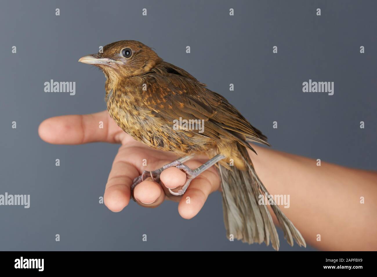 Brown bird sit on human hand close up view in studio background Stock Photo