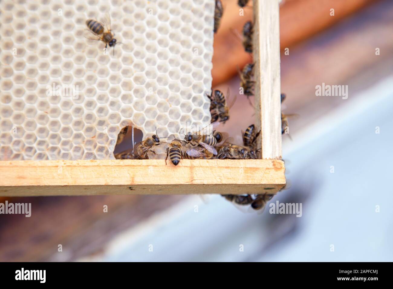 Close up beehive honey bees hi-res stock photography and images - Alamy