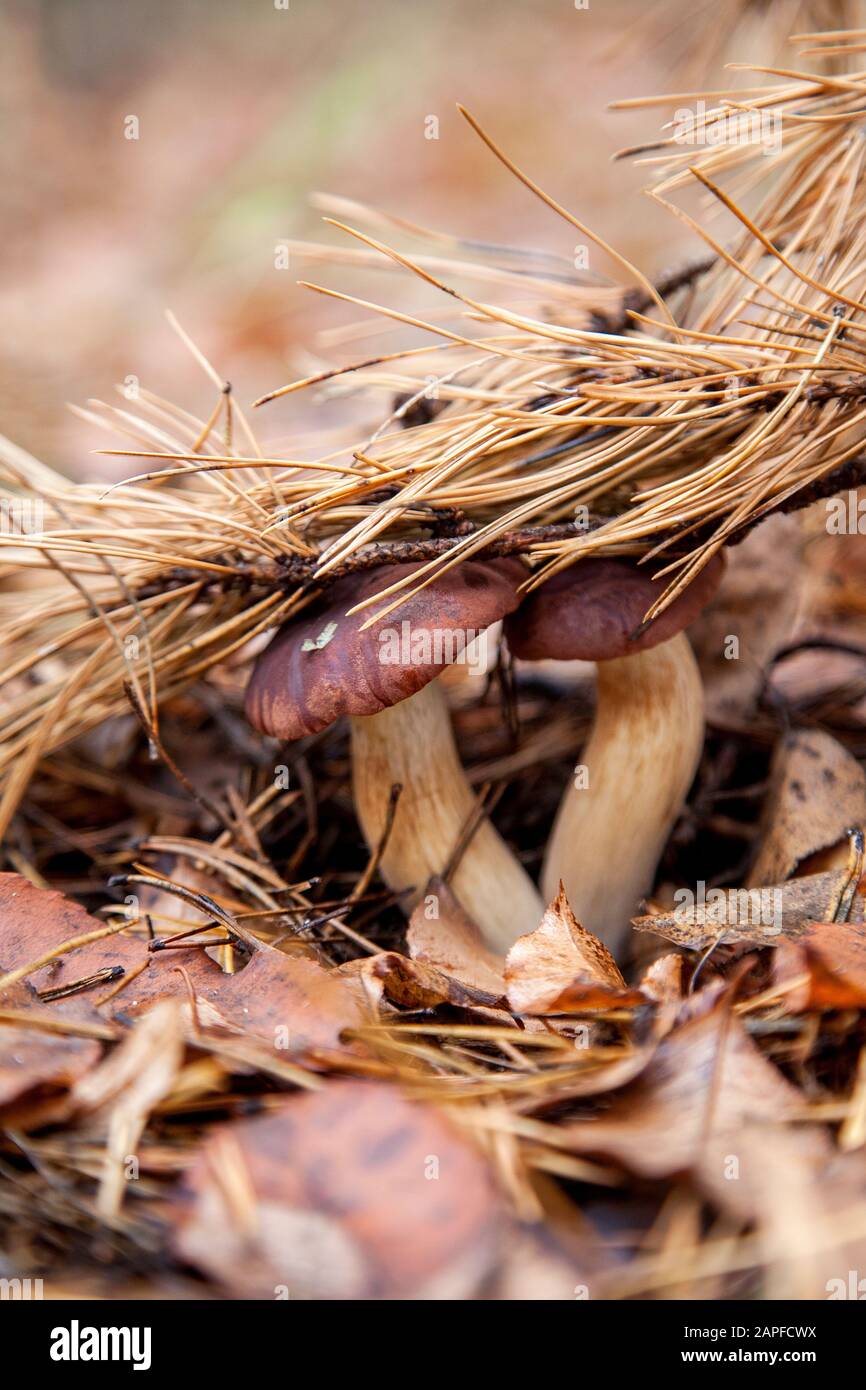 Close up view of double mushroom boletus badius, imleria badia or bay bolete growing in an autumn pine tree forest. Edible and pored fungus has velvet Stock Photo