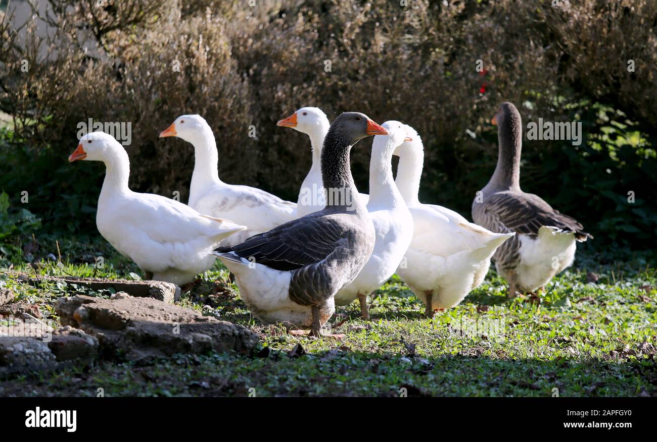 Closeup of white and grey adult geese on farm yard. Domestic goose live at  beautiful animal farm Stock Photo - Alamy