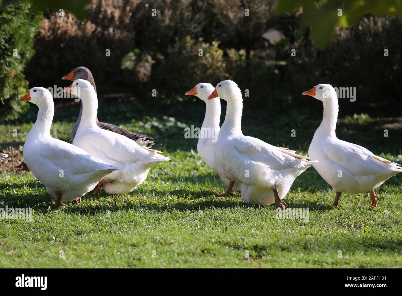 Closeup of white and grey adult geese on farm yard. Domestic goose live at  beautiful animal farm Stock Photo - Alamy