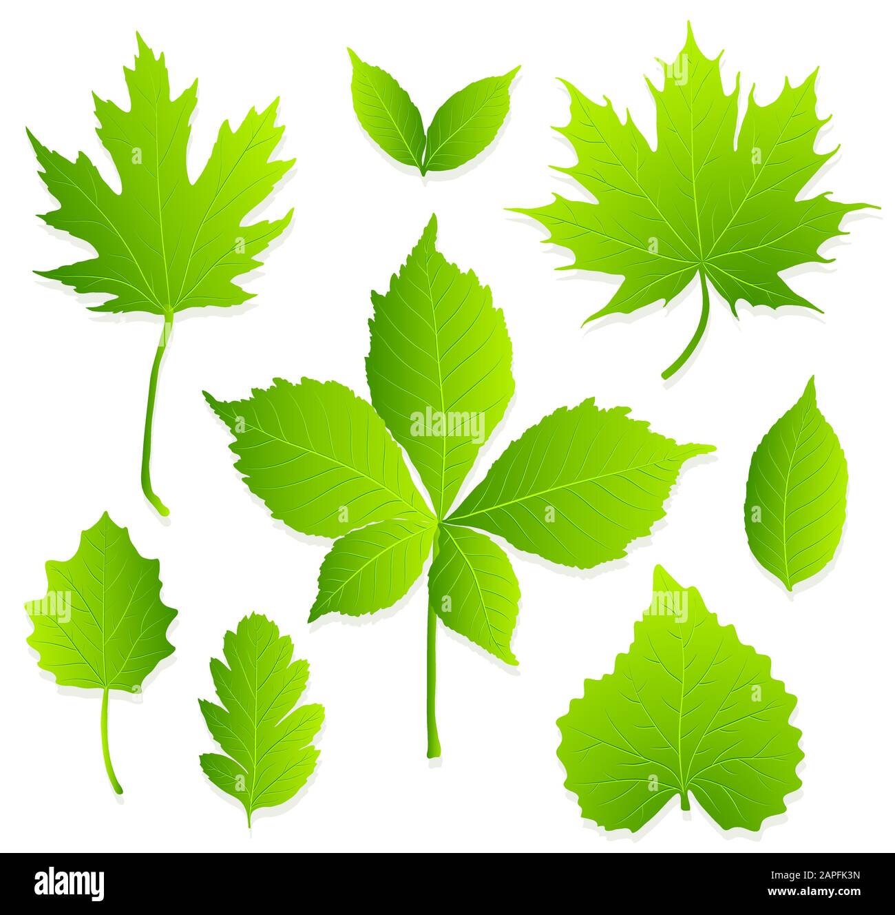set of green leaves on white background vector Stock Vector Image & Art ...