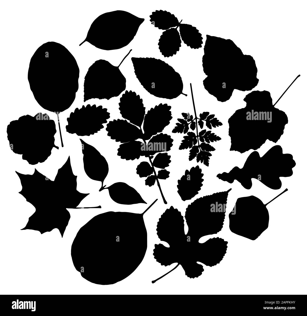 Vector set of leaves silhouette Stock Vector Image & Art - Alamy