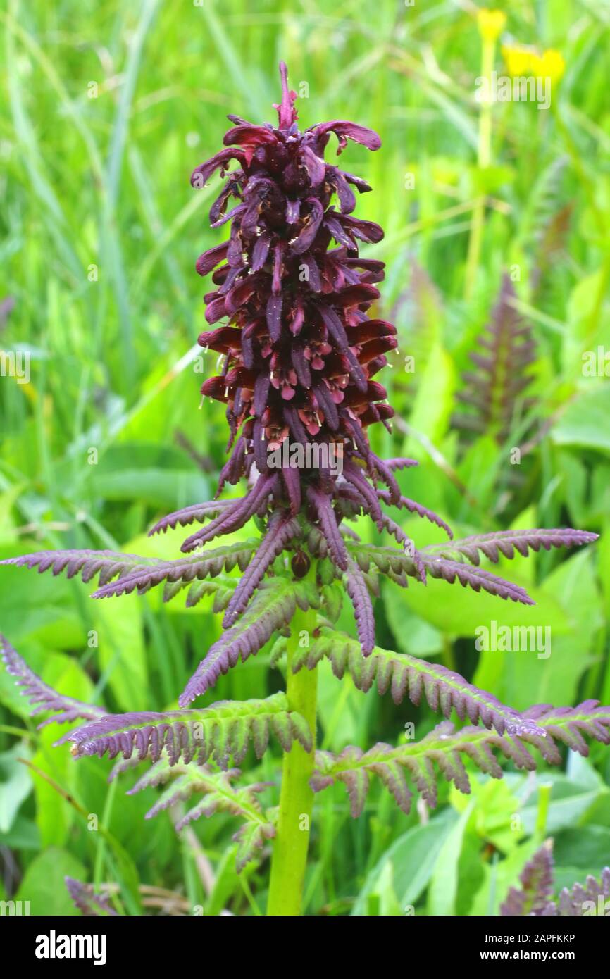 Gestutztes Läusekaut, Pedicularis recutita Stock Photo