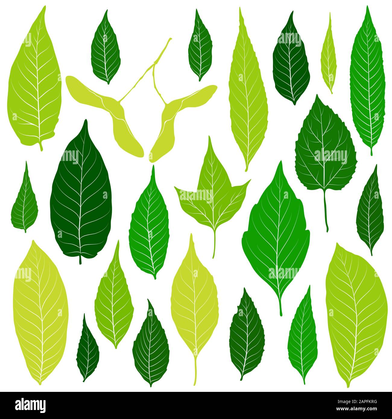 Green leaves set on white background vector Stock Vector Image & Art ...