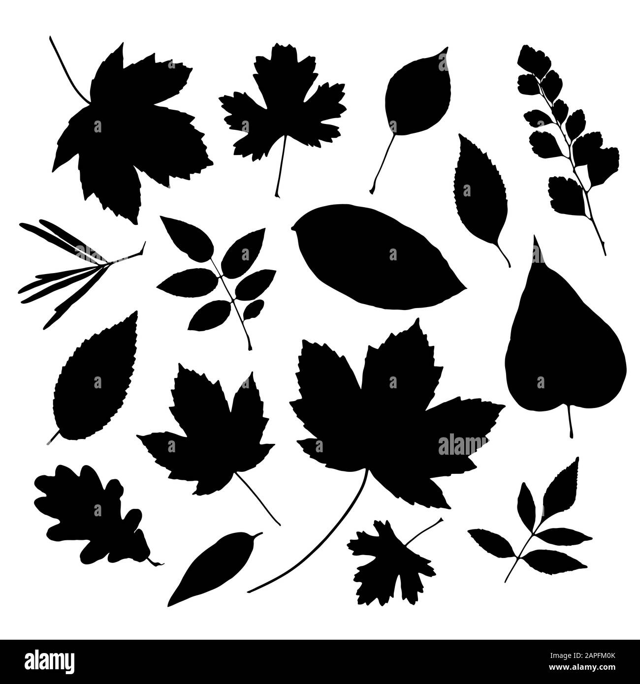 Set of leaves Black and White Stock Photos & Images - Alamy