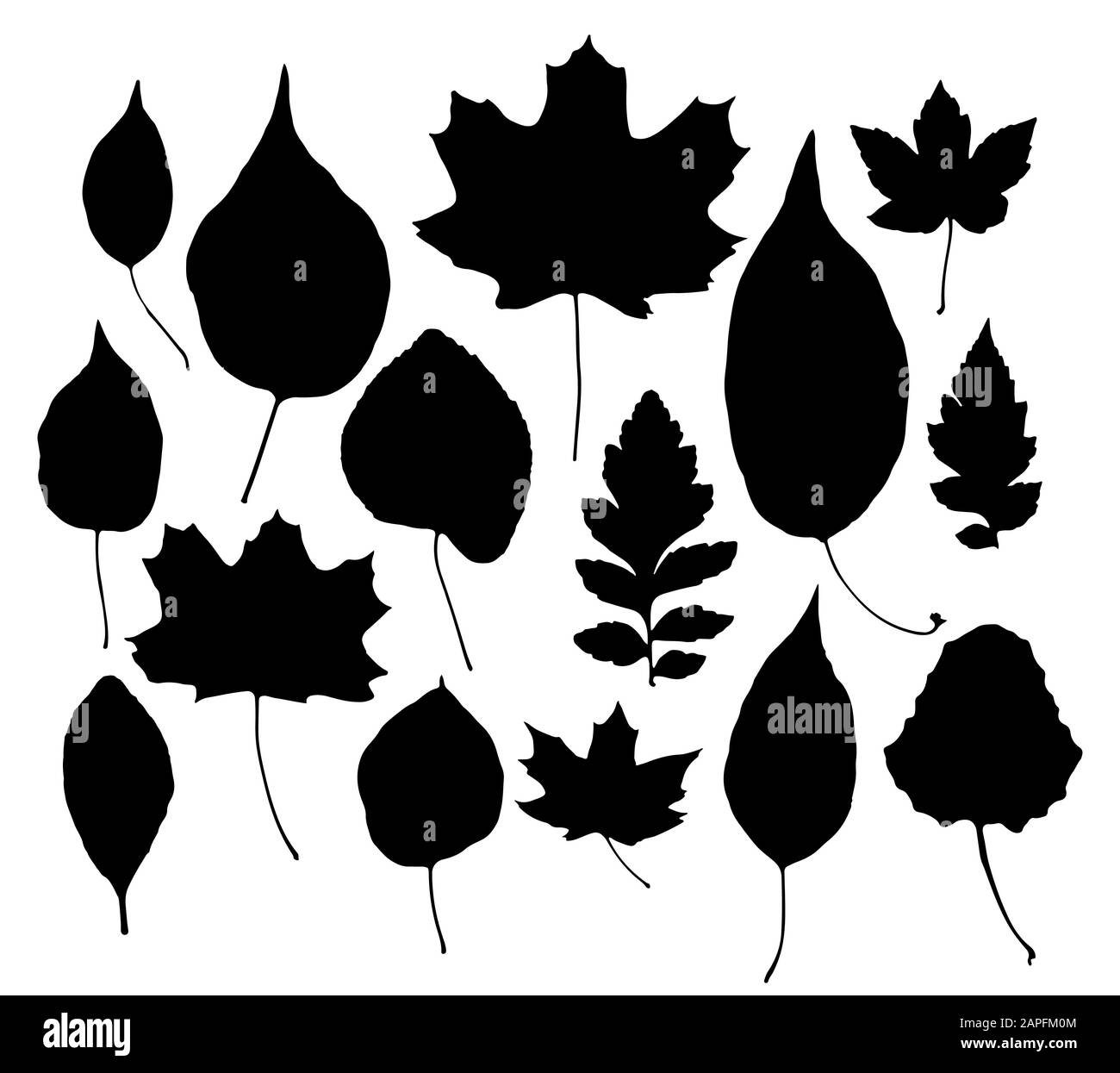 Set of leaves Black and White Stock Photos & Images - Alamy