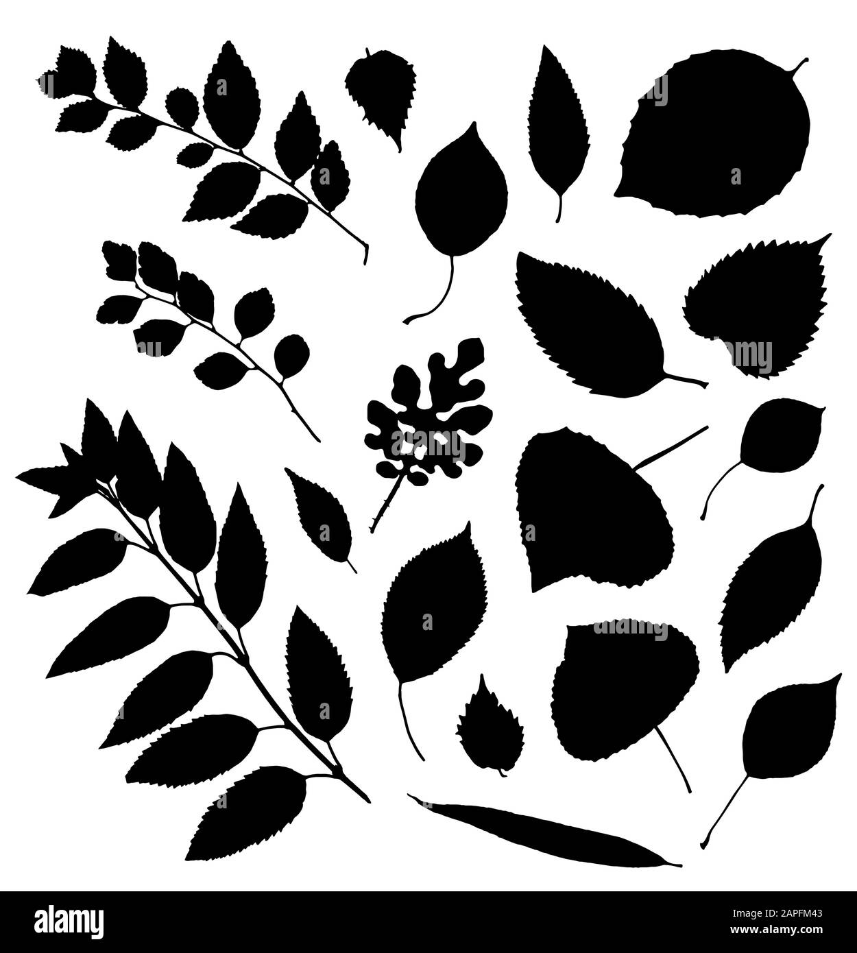 Vector set of leaves silhouette Stock Vector Image & Art - Alamy