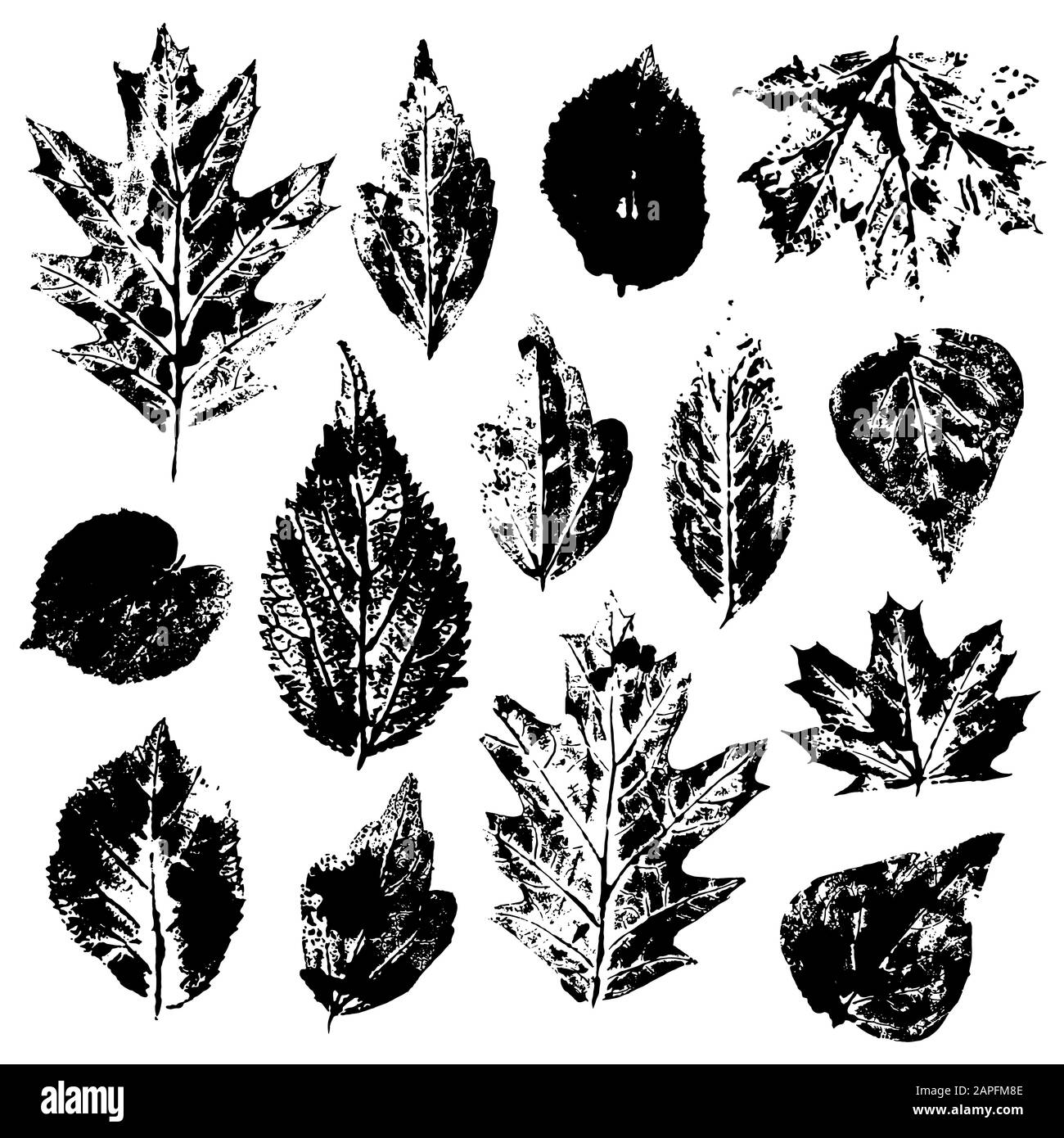 Leaves imprints set isolated on white background vector Stock Vector