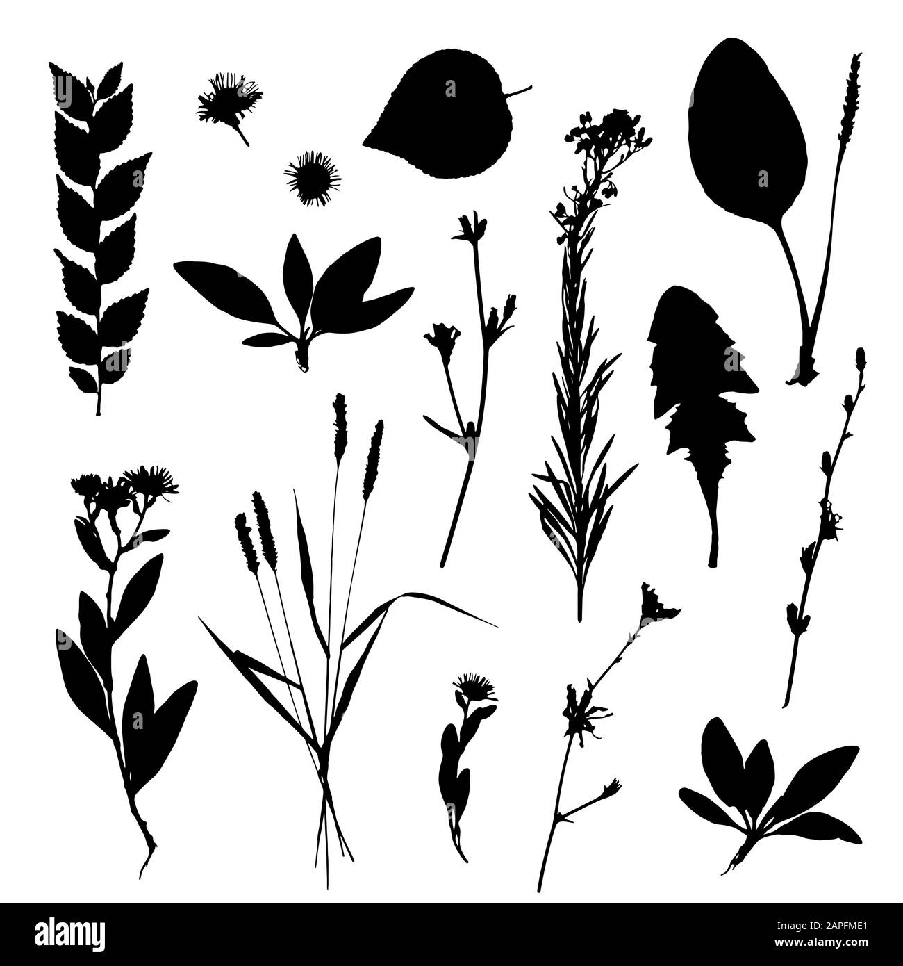 Vector set of leaves silhouette Stock Vector Image & Art - Alamy