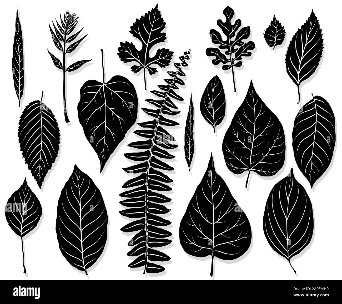 Vector set of leaves silhouette isolated on white background Stock ...