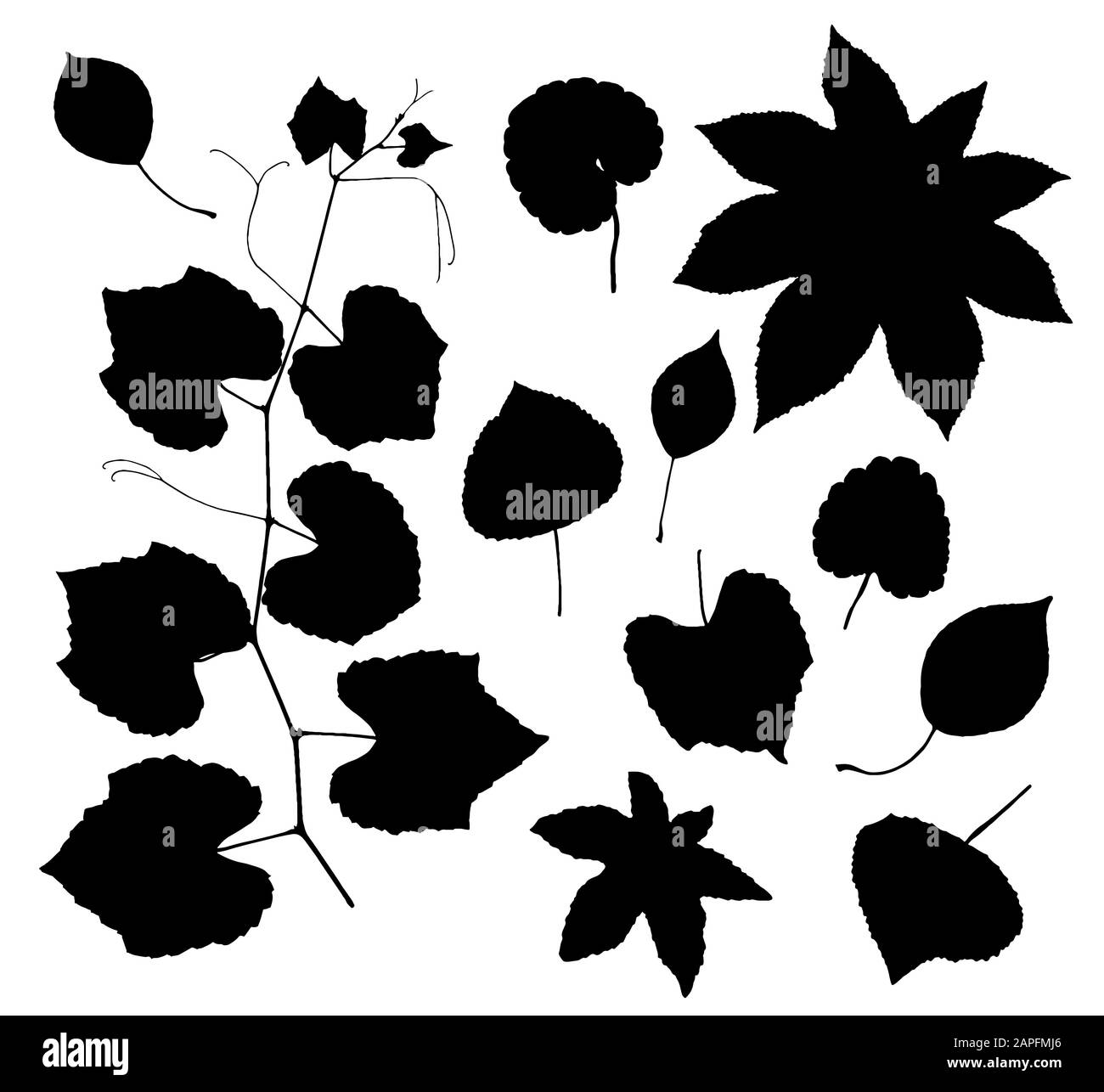 Vector set of leaves silhouette Stock Vector Image & Art - Alamy