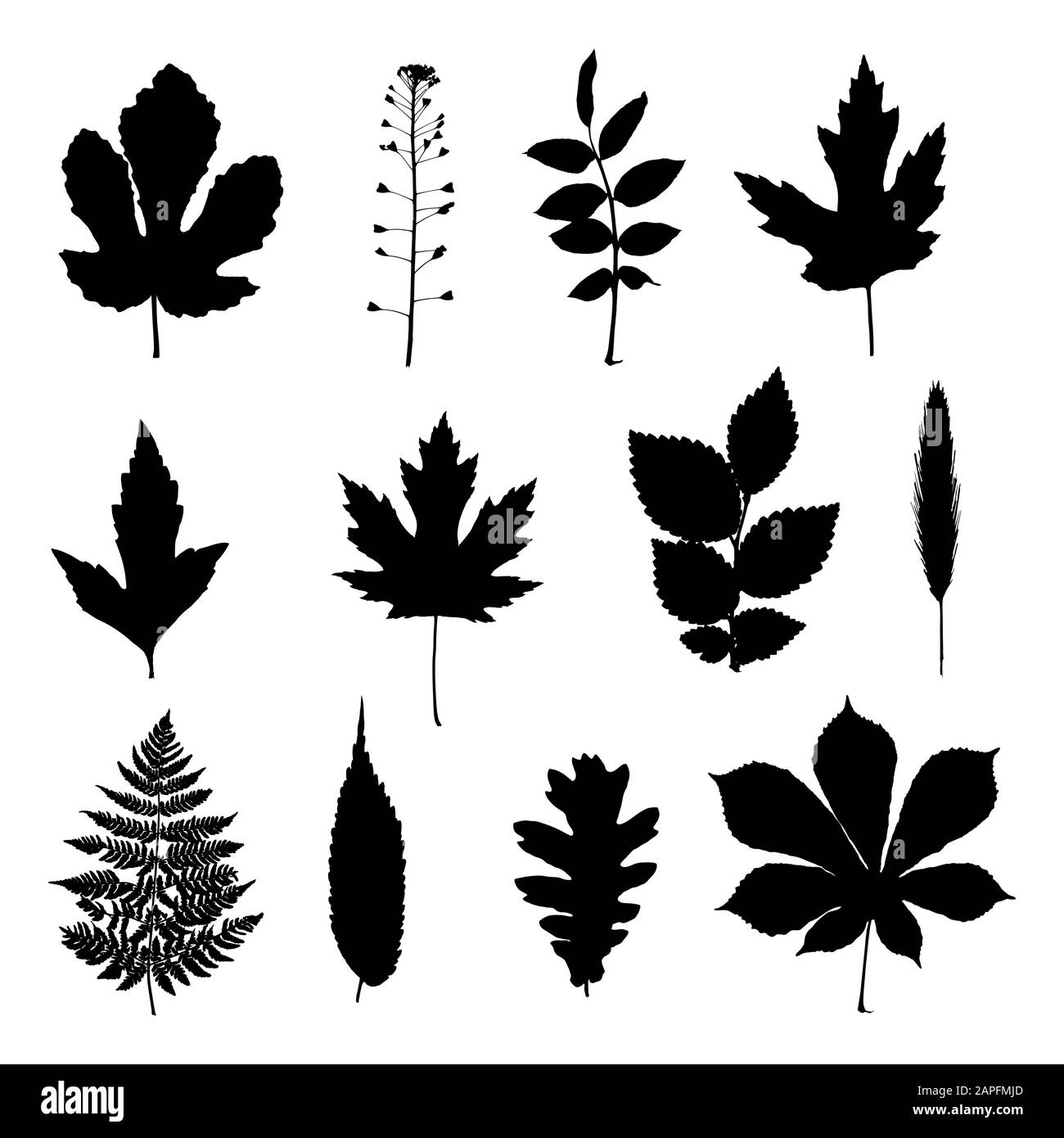 Vector set of leaves silhouette isolated on white background Stock ...