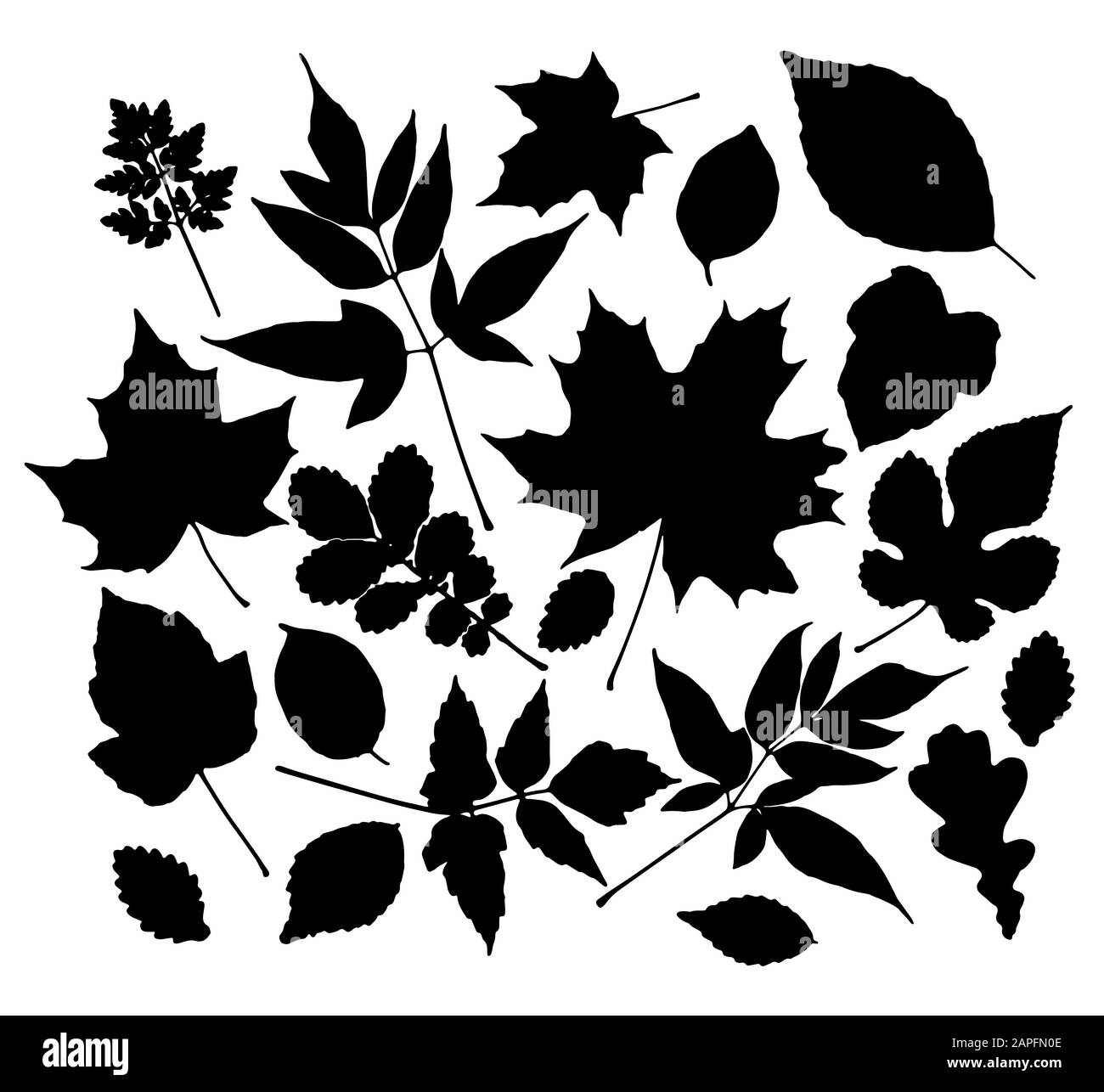 Vector set of leaves silhouette Stock Vector Image & Art - Alamy