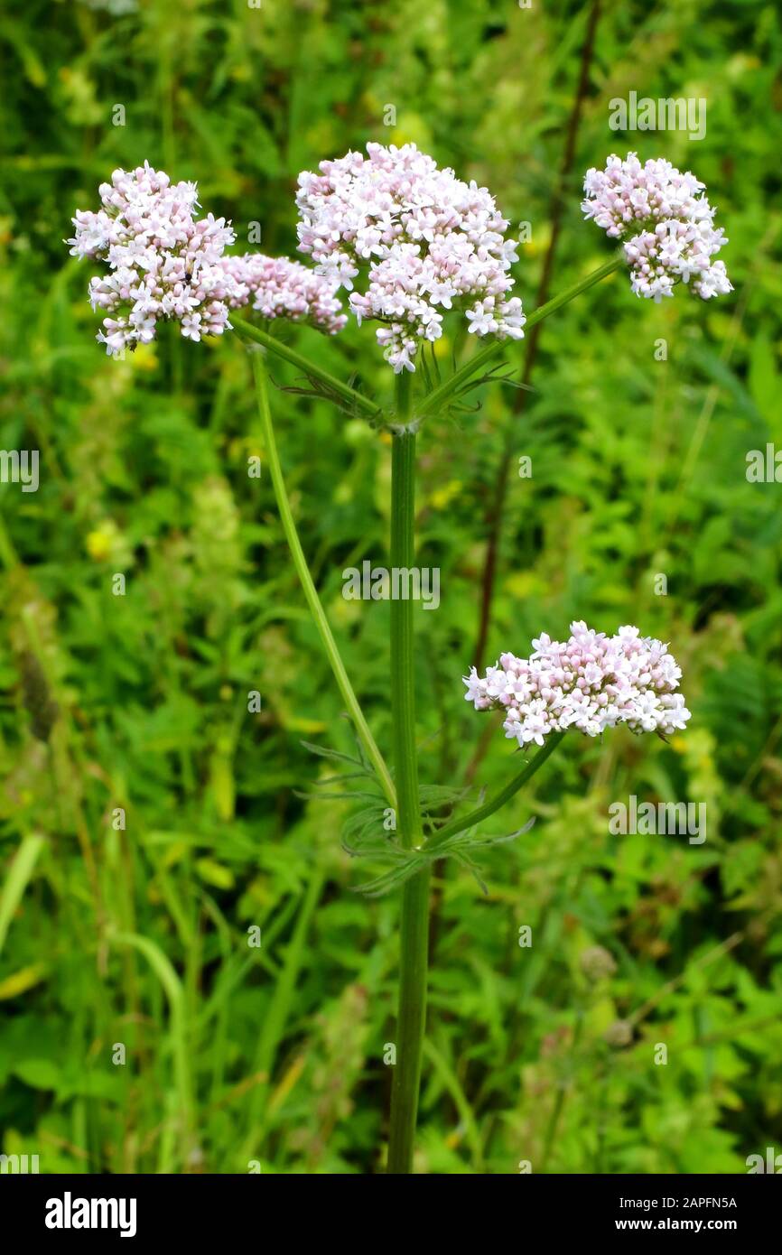 Wiesen- Arznei- Baldrian, Valeriana officinalis ssp. pratensis Stock Photo