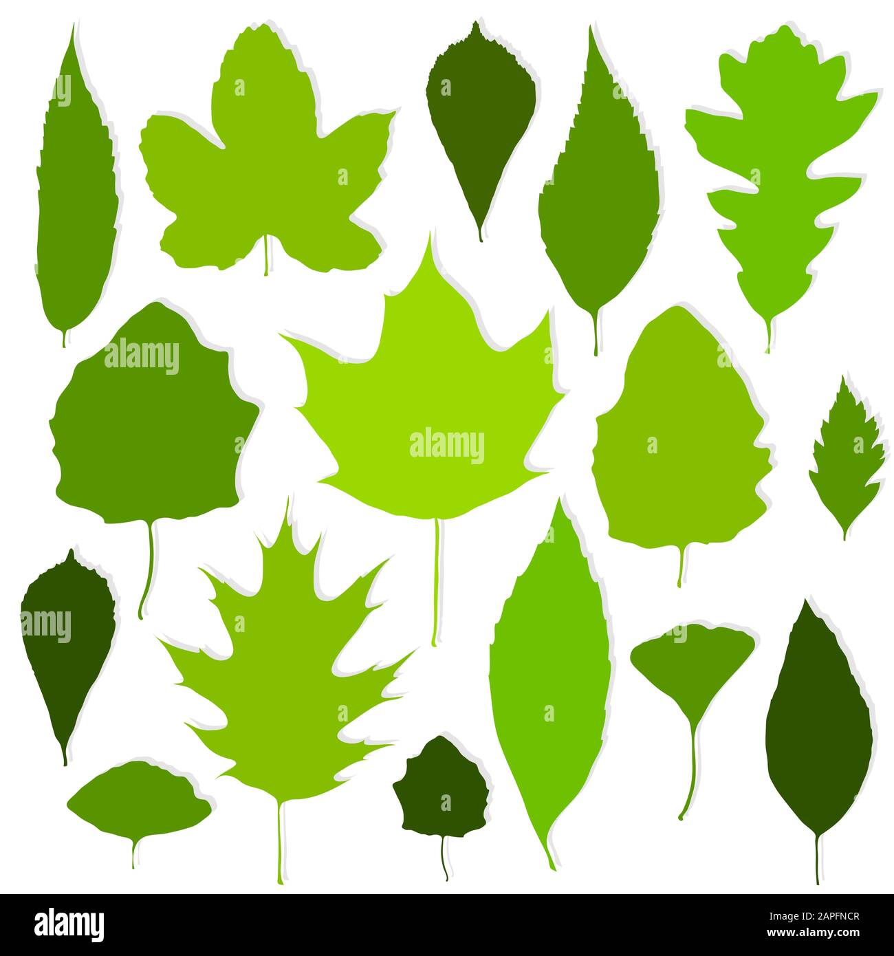 Green leaves set on white background vector Stock Vector Image & Art ...