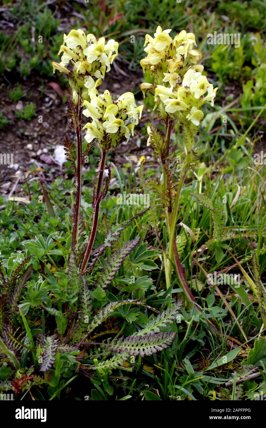 Aufsteigendes Läusekraut, Pedicularis ascendens Stock Photo