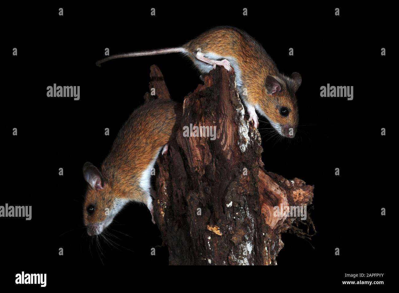 wood mice climbing on dead wood Stock Photo Alamy