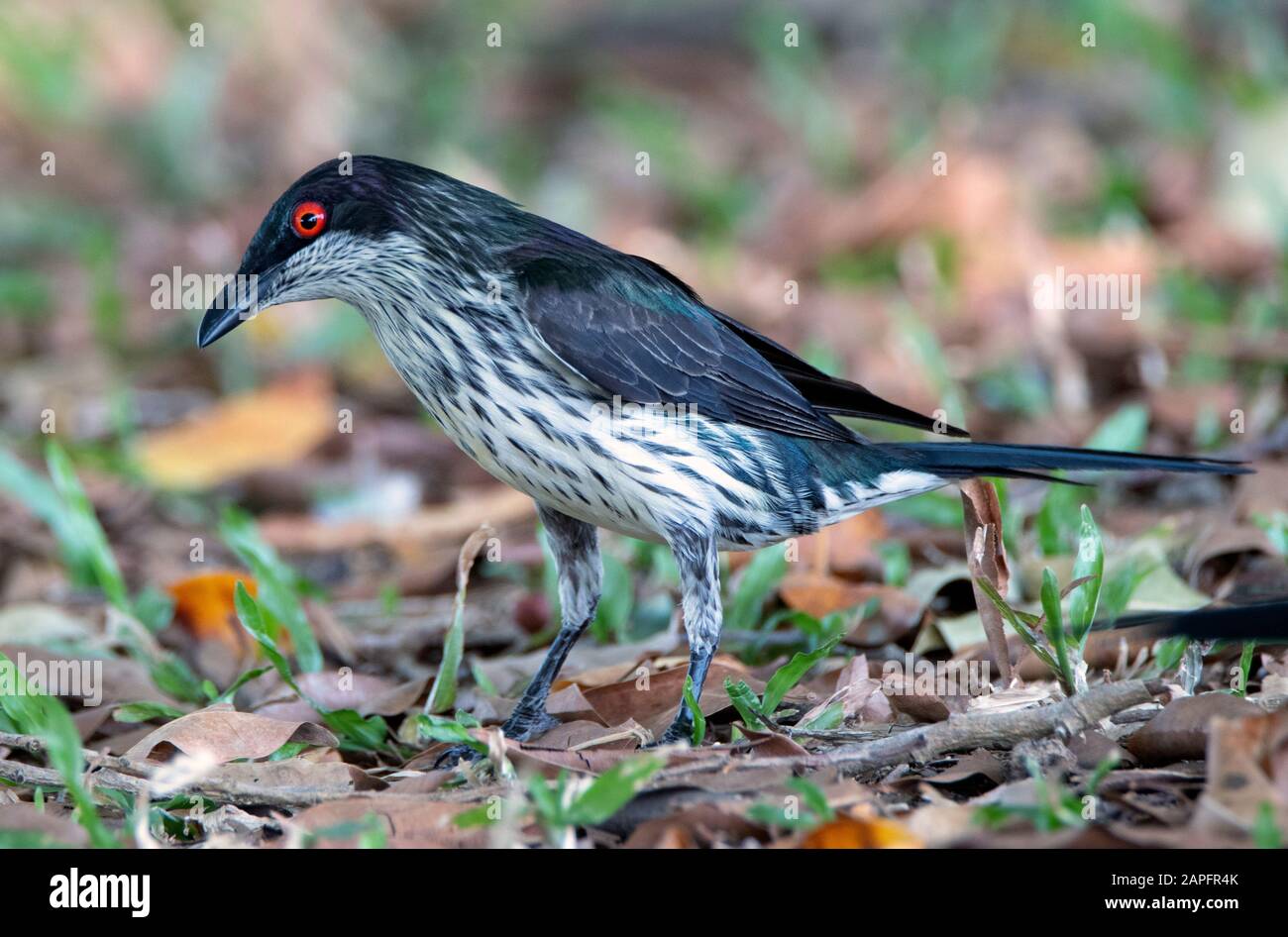 Metallic Starlings (Aplonis) of Far North Queensland, Cairns Esplanade