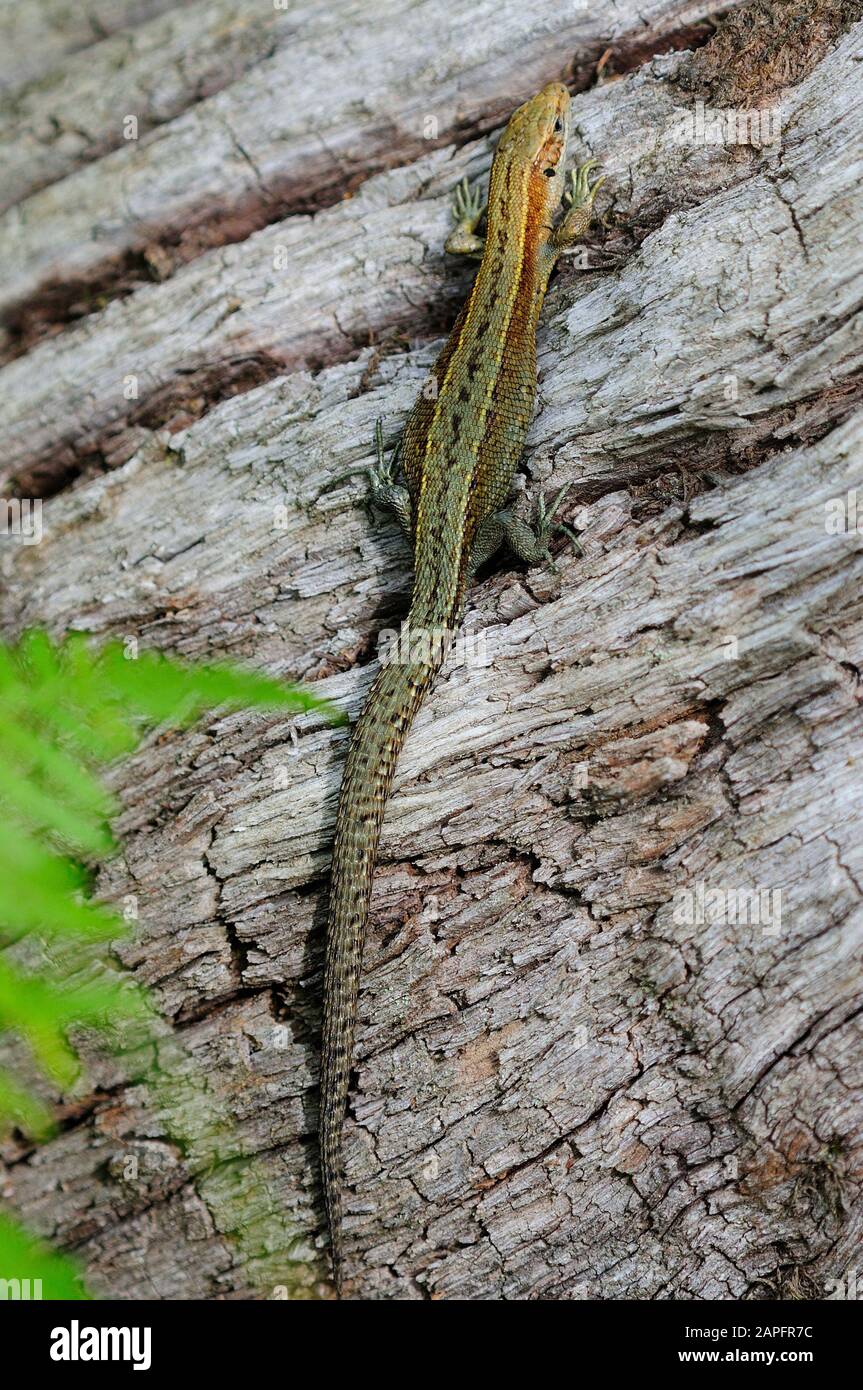 Common lizard backing on tree bark Stock Photo Alamy