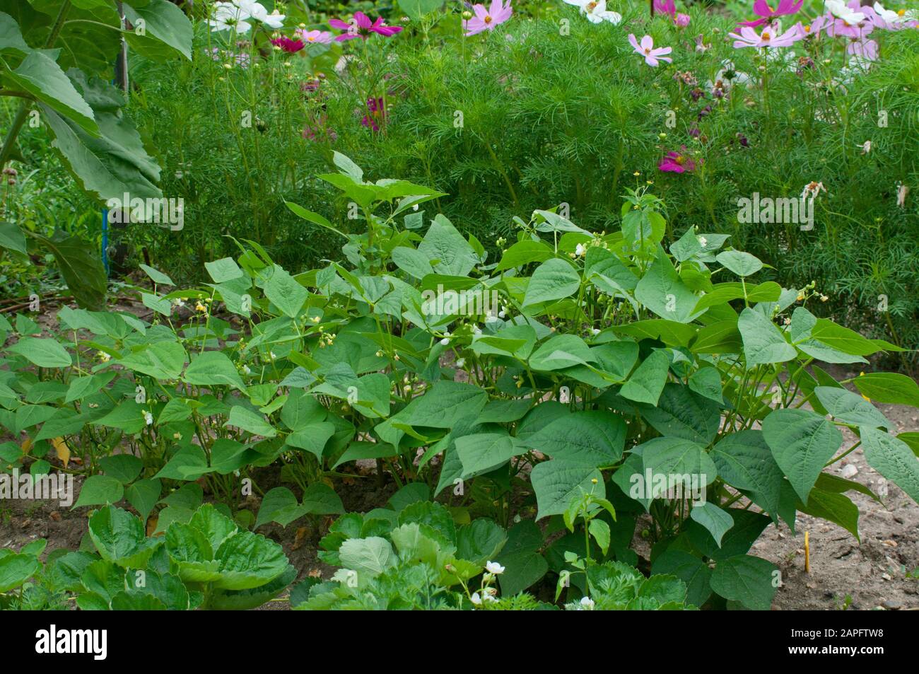 Flower garden: Green beans (Phaseolus vulgaris) and Cosmos (Cosmos sp) in bloom Stock Photo