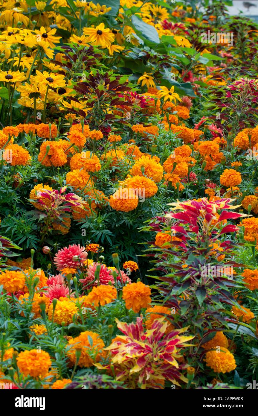 Association of Indian Rose or Mexican Marigold (Tagetes erecta) and Tampala (Amaranthus tricolor) in bloom Stock Photo