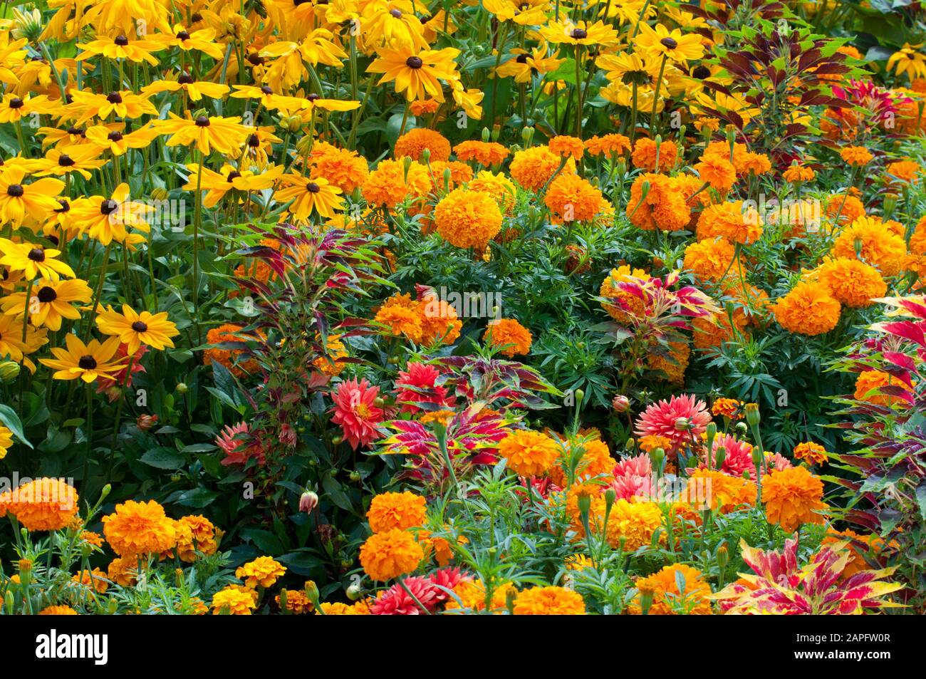 Association of Indian Rose or Mexican Marigold (Tagetes erecta) and Tampala (Amaranthus tricolor) in bloom Stock Photo