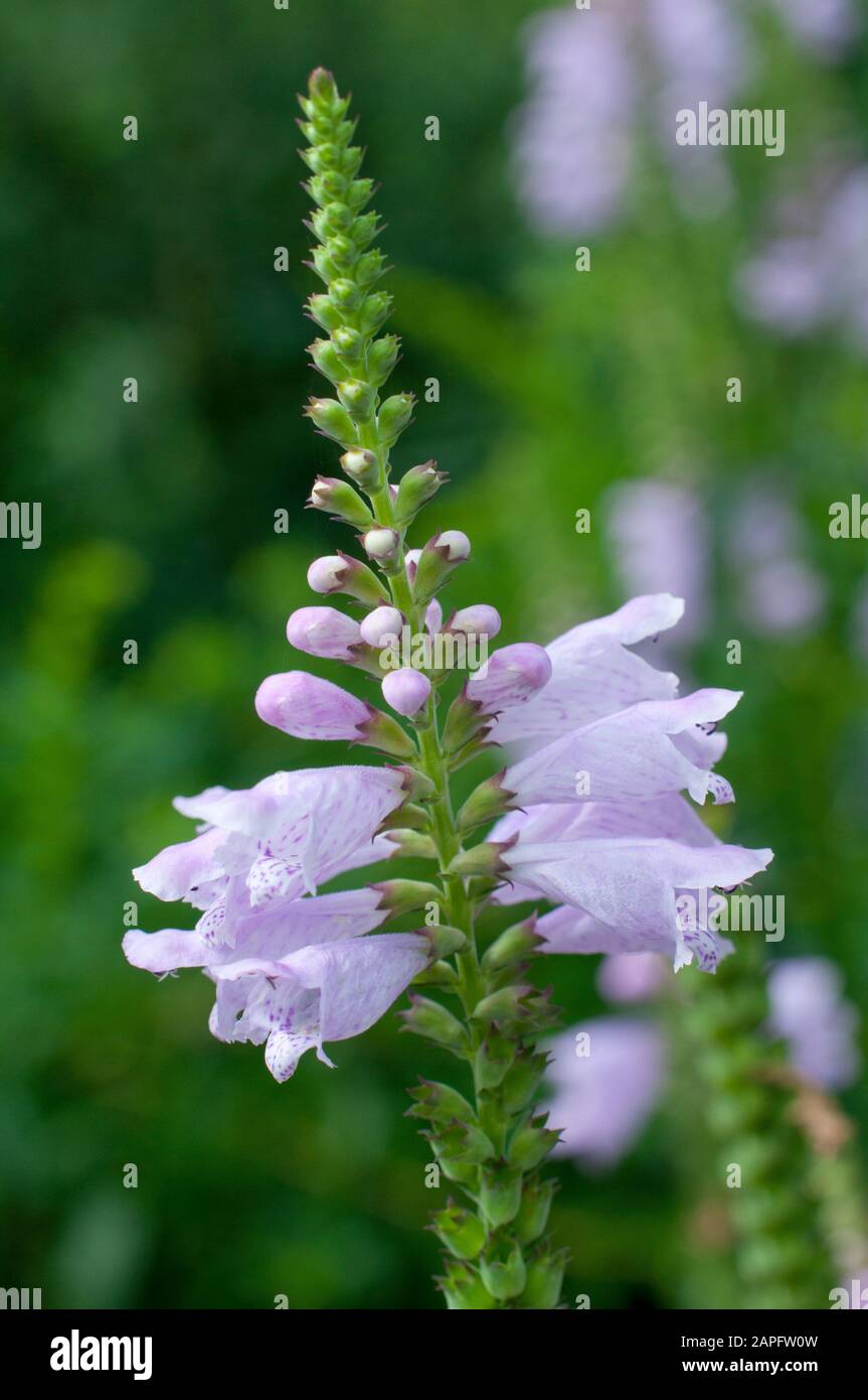 Obedient plant (Physostegia virginiana) ‘Grandiflora Rose’, flowers