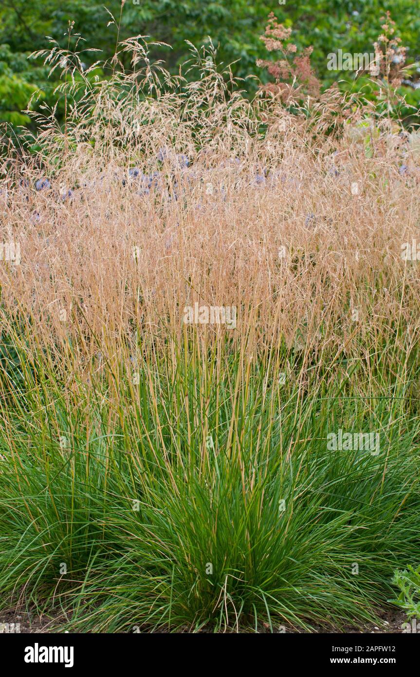 Tufted Hair Grass (Deschampsia Caespitosa Stock Photo - Alamy