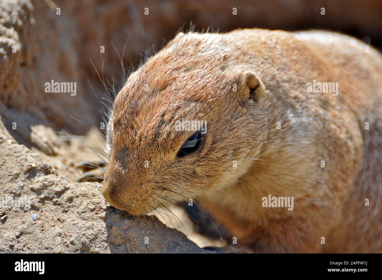 A gopher or ground squirrel observing his environment Stock Photo - Alamy