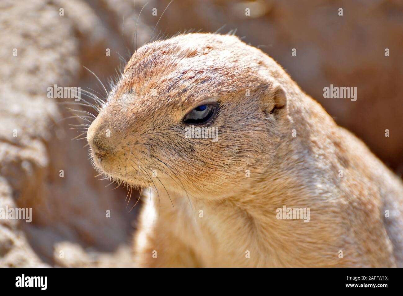 A Gopher Or Ground Squirrel Observing His Environment Stock Photo Alamy