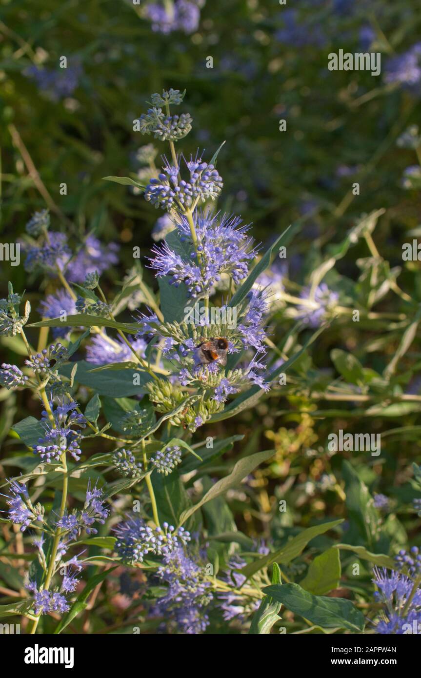 Blue beard (Caryopteris x clandonensis) 'Heavenly blue', flowering shrub Stock Photo