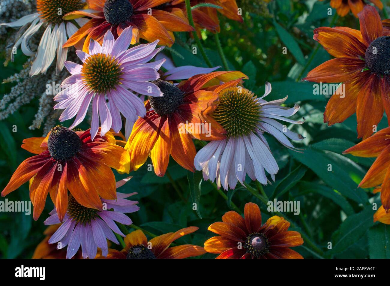Association of Purple corneflower (Echinacea purpurea) and spiky