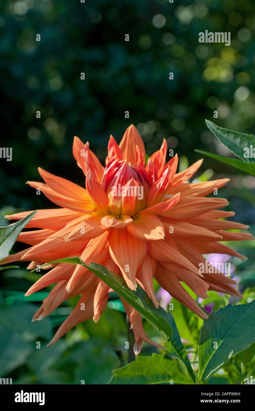 Dahlia (Dahlia sp), flower Stock Photo