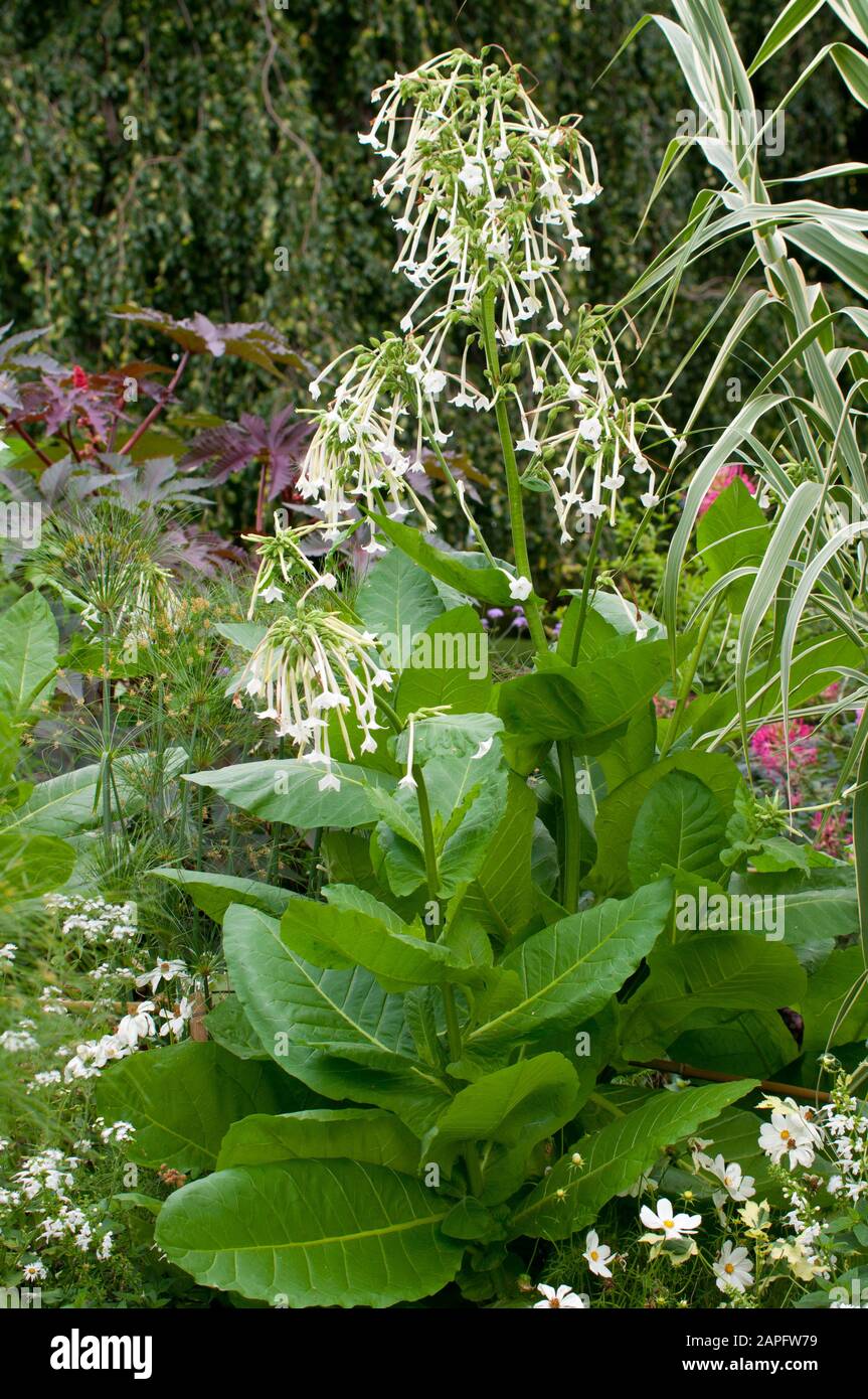 tobacco south america South American tobacco (Nicotiana sylvestris) in bloom Stock Photo