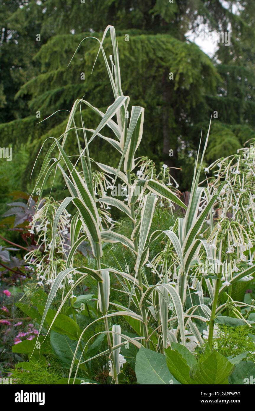 Variegated giant cane (Arundo donax) 'Variegata', Synonym: (Arundo donax var. Versicolor), Ornamental grass Stock Photo