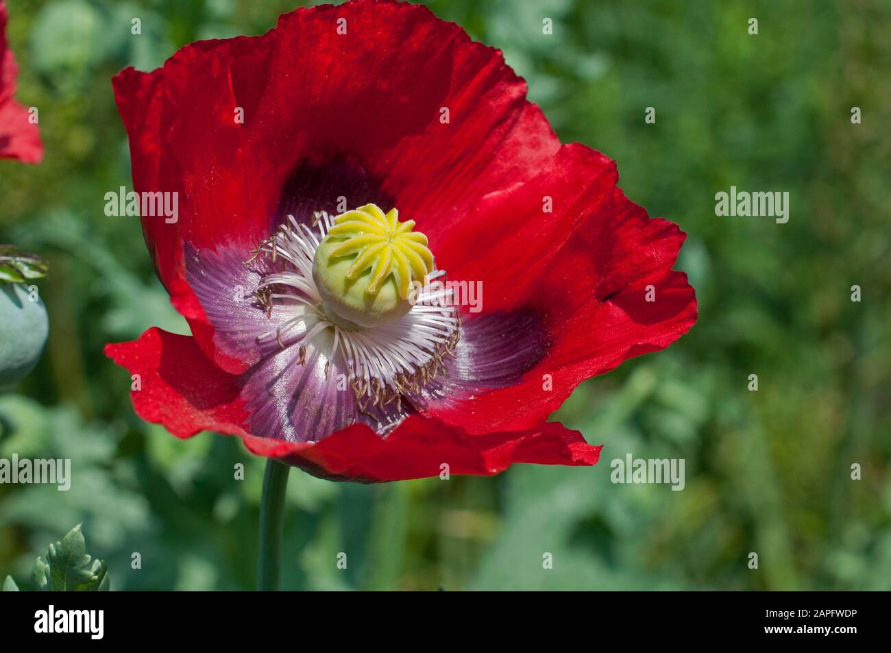 Oriental poppy (Papaver orientale) 'Goliath', flower Stock Photo