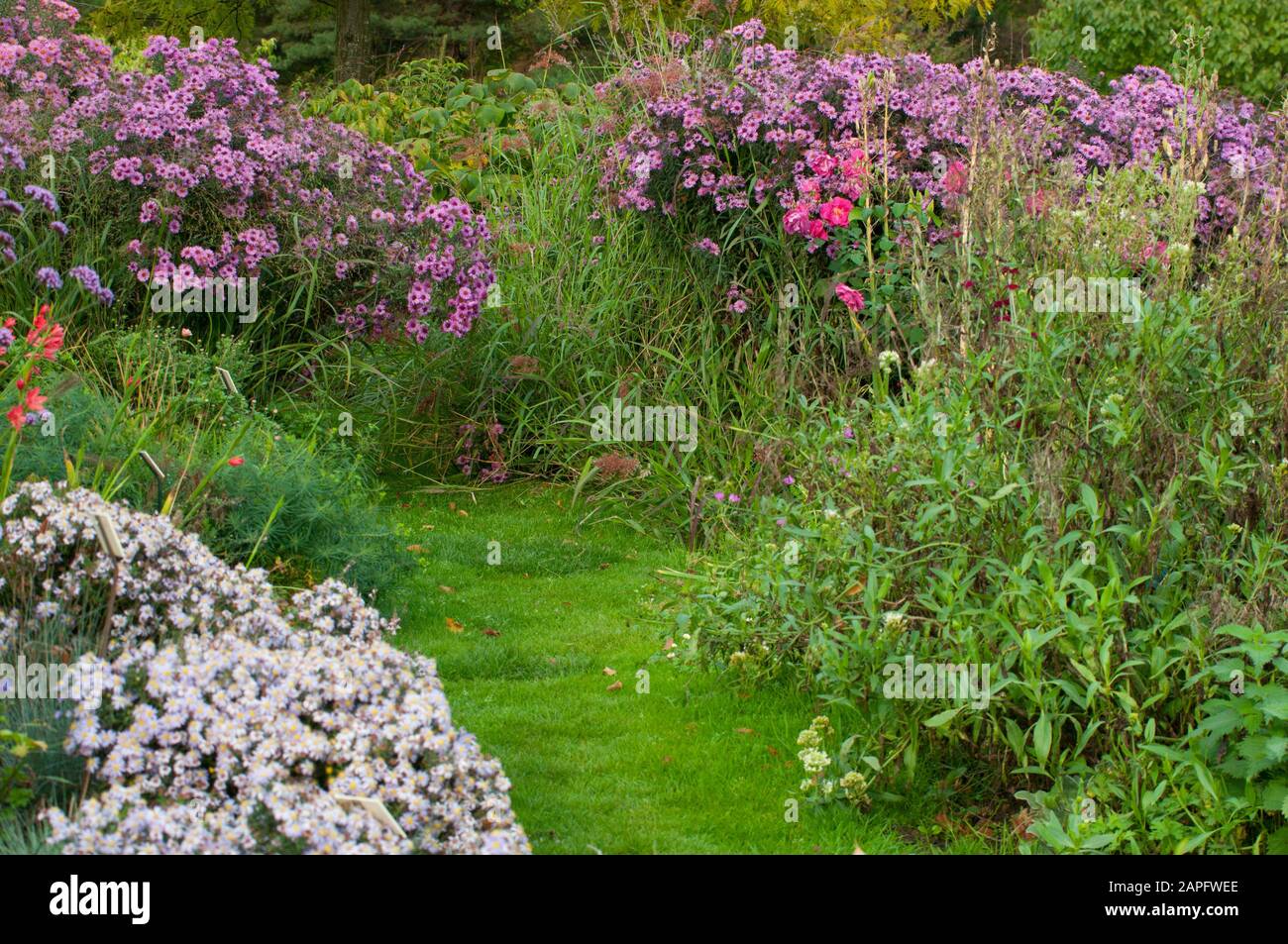 Flowered alley with Aster and Grass Stock Photo
