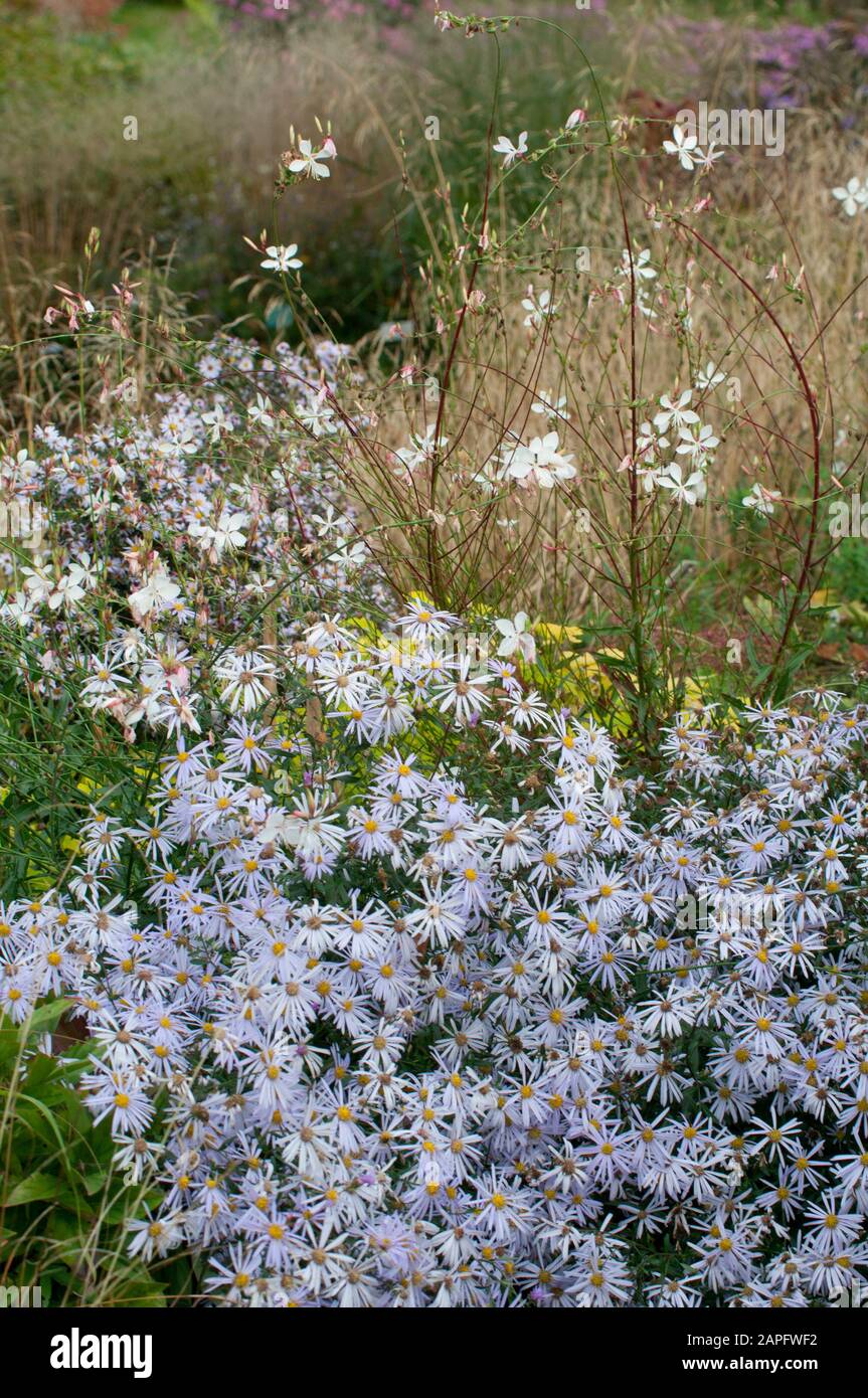 Pyrenean Aster (Aster pyrenaeus) 'Lutetia' in bloom Stock Photo