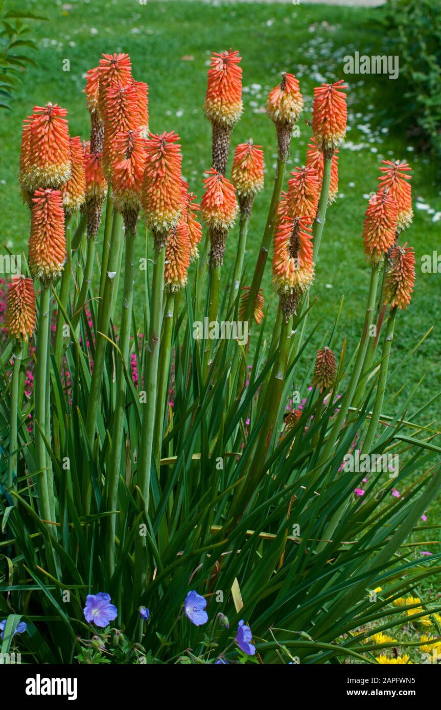 Torch Lily (Kniphofia galpinii) in bloom Stock Photo - Alamy